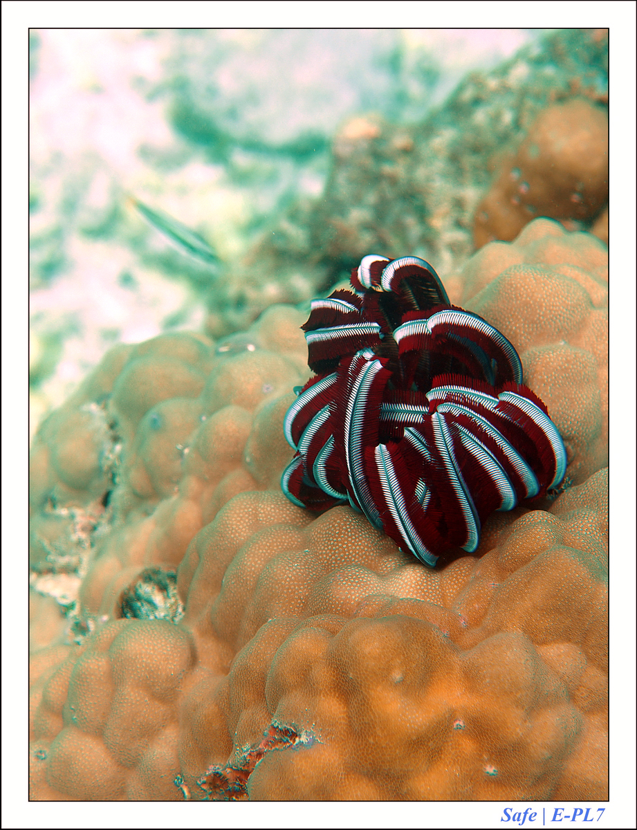 2019 - 07 - Snorkeling maldives - 09